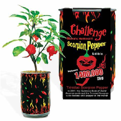 CHALLENGE SEEDS, SCORPION CHILE Seeds