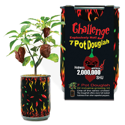 CHALLENGE SEEDS, 7 POT DOUGLAH Seeds