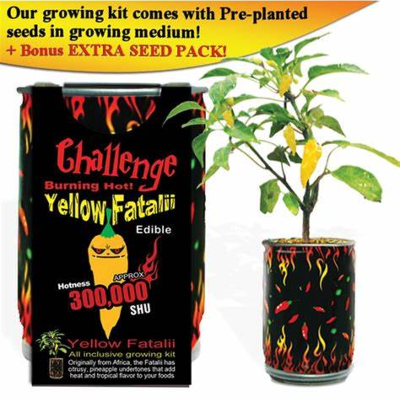 CHALLENGE SEEDS, YELLOW FATALII Seeds